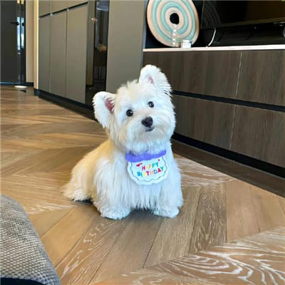 Fajar Nugraha avatar